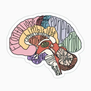 Partes cerebro