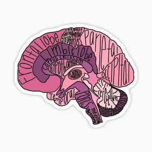 Partes del cerebro (morado)