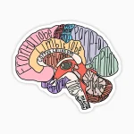 Partes del cerebro (colores)