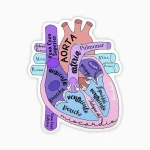 Partes del corazon (español)