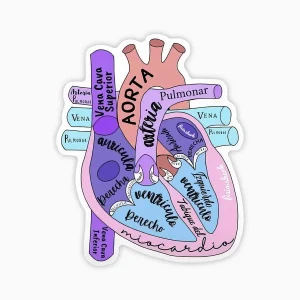 Partes del corazon (español)
