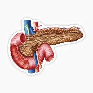 Pancreas ilustrado