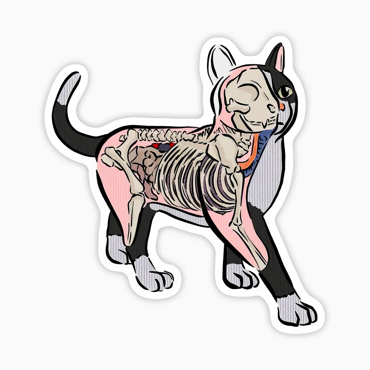 Gato anatomico