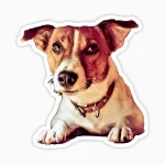 Jack russell esperando