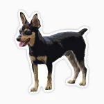 Perrito Pinscher