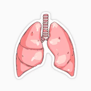 Pulmones saludables
